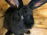 United cremated bunny without owner's consent