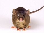 Male mice prefer watching violence to sex (unless drugs are involved): Study sheds light on what goes on inside a rodent's brain