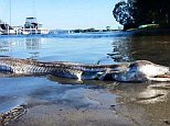 Prehistoric sea creature washes up on the shore of Lake Macquarie