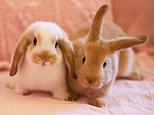 We carrot wait for this! The world's first bunny spa is coming to London with free treatments and roaming rescue rabbits