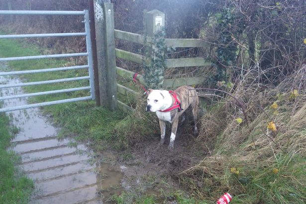 Colwyn Bay dog who was abandoned tied to a fence still looking for a home