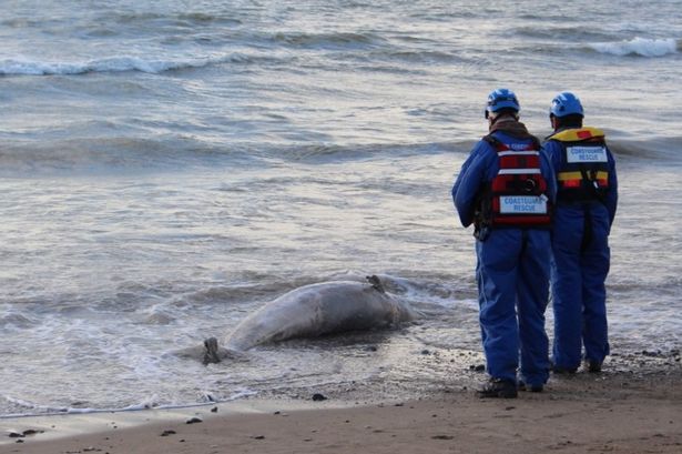 Dolphin found dead on beach in Gwynedd