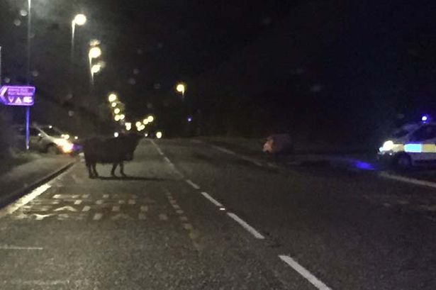 Watch the moment bulls in Flintshire give police the runaround