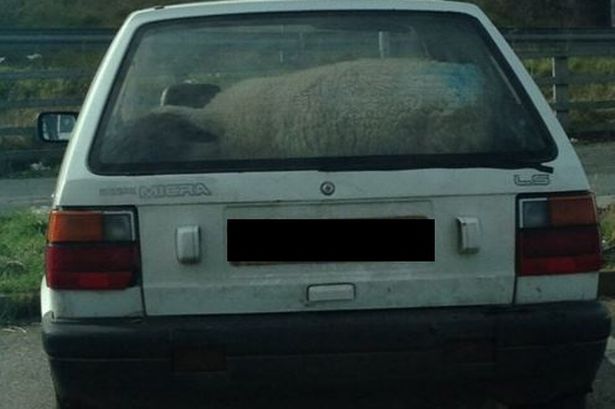 Sheep spotted riding in Nissan Micra car off the A55 near Abergele
