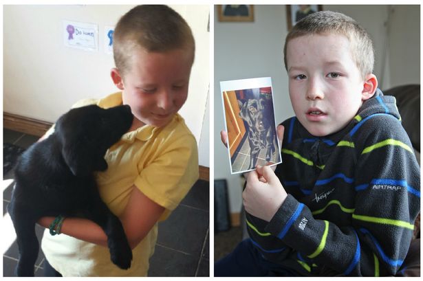 Can you help Anglesey boy find beloved pet dog who helped him recover from brain surgery?