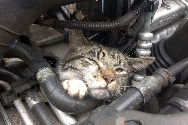 Kitten survives 20-mile A55 journey stuck in car engine