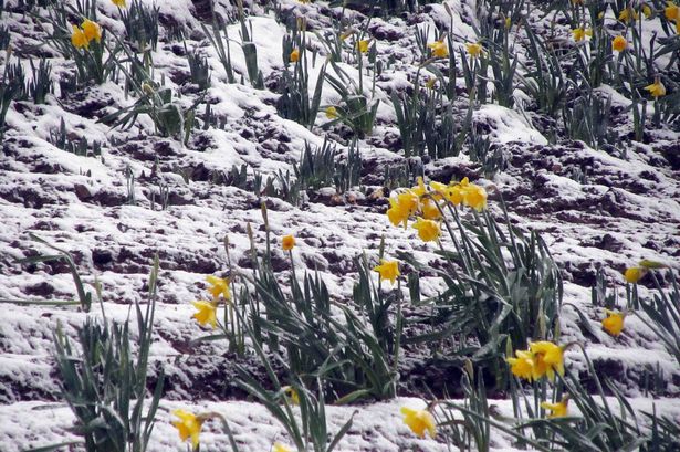 Snow falls across North Wales as Met Office weather warning remains in place