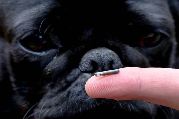 What you need to know as microchipping dogs becomes law