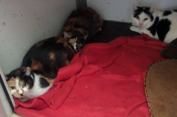 Animal rescue centre in desperate appeal to save the 'Brymbo 30' cats found in an 'extremely poor condition'