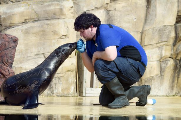 Meet the adorable seal who is set to steal the hearts of North Wales animal lovers