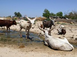 Boko Haram cattle rustling prompts market shut-down in Nigeria