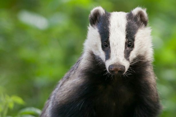Deer, sheep and a badger among the animals killed by North Wales Police