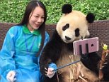 Clever giant panda knows how to pose for selfies with tourist in China