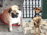 Sad dogs pictured waiting for their owners outside shops