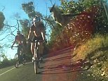 Kangaroo cyclists clips man's helmet Adelaide Australia