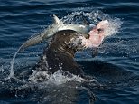 Sea lion eats Thresher shark off Californian coast