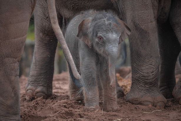 Amazing moment Chester Zoo elephant gives birth captured on CCTV
