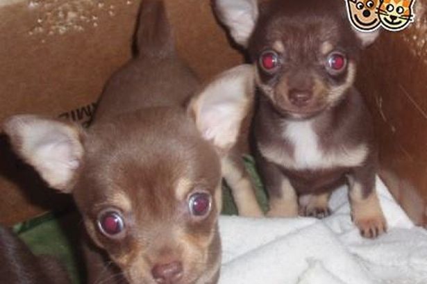 Man admits handling stolen chihuahua puppies snatched in Shotton house raid