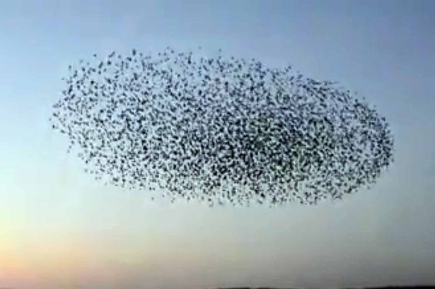 Thousands of starlings over Prestatyn put on stunning aerial display