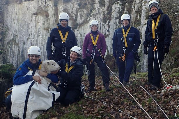 Watch incredible rescue of Snowdonia sheep stuck hundreds of feet down quarry