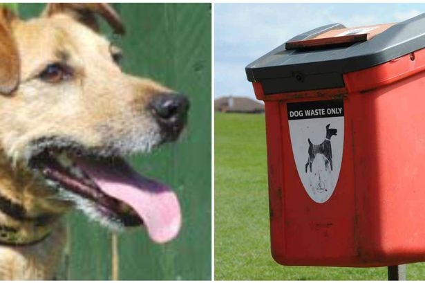 Dog poo DNA scheme in Flintshire falls foul of councillors