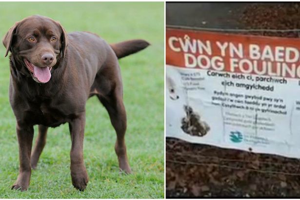 Dogs face ban from Rhyl's Coronation Gardens