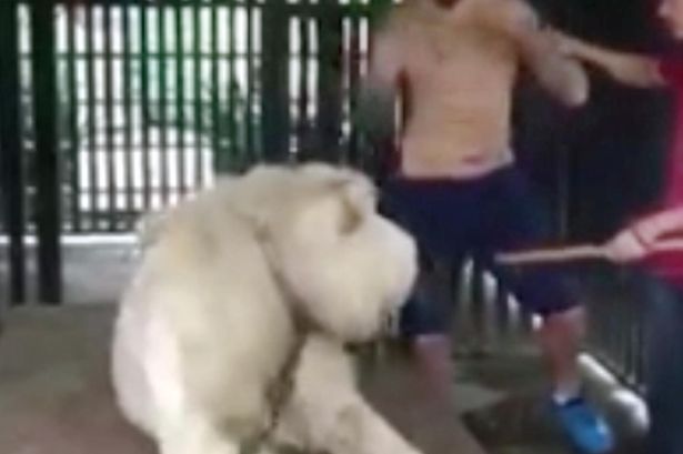 Flintshire boxer has close shave with lion in Thailand