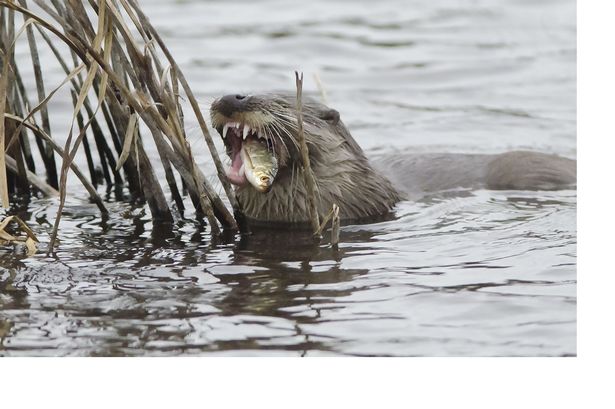 Otters set up home at Rhuddlan nature reserve