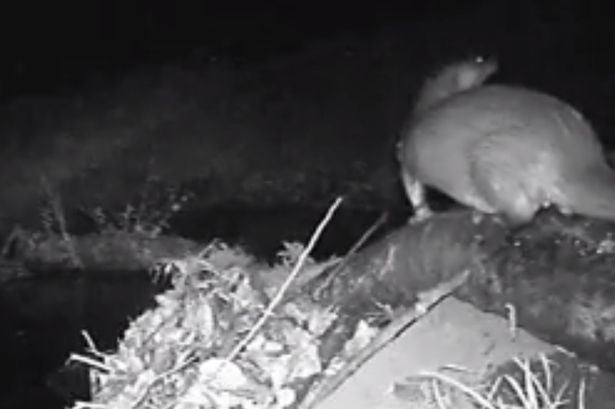 Watch the otters recorded for first time living on Wrexham Industrial Estate