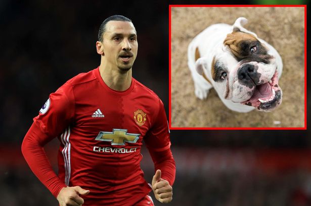 Anglesey man comes home to find Man United star Zlatan Ibrahimovic in living room