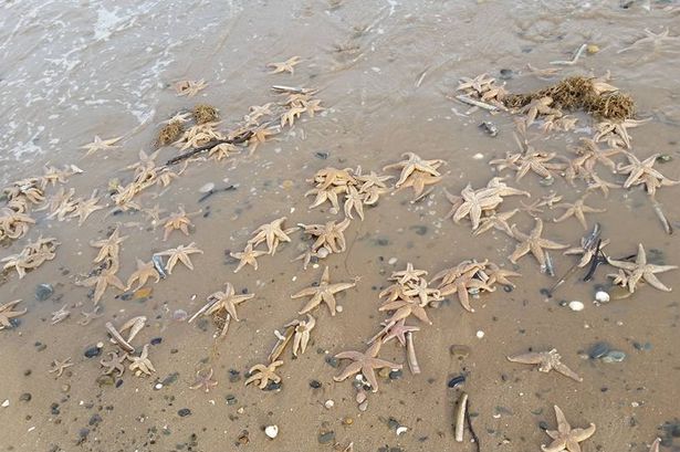 Hundreds of starfish wash up in Talacre