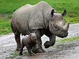 Black rhinos on the brink of extinction as poaching grows