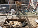 Mosul zoo animals shown in heartbreaking photos