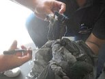 Pigeon is caught smuggling a phone into a Brazilian prison