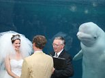 Beluga whale upstages bride on wedding day