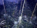 Inside a huge 'ticking time bomb' cannabis farm