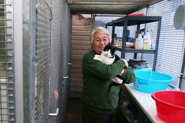 Flintshire animal rescue centre under investigation