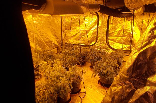 Second cannabis farm discovered in Flintshire in a month with £90,000 crop