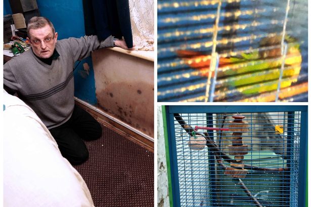 'Housing damp is making me ill and has killed my parrot', claims Bangor tenant