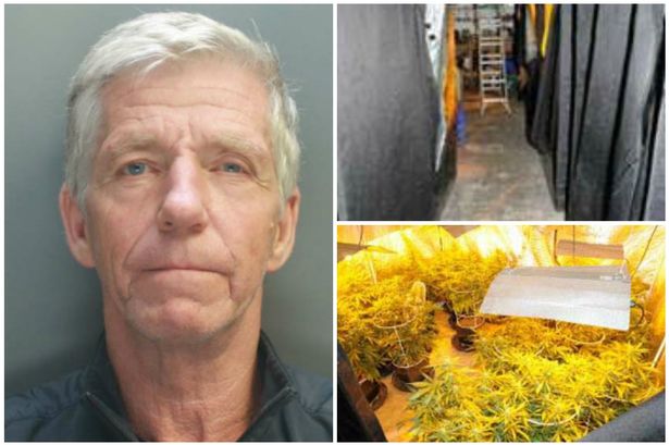 £136,000 cannabis farm shame of struggling Flintshire off licence boss