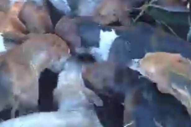 Shocking footage of hounds mauling fox as North Wales saboteurs target hunt in Cheshire