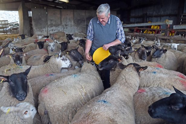 Sheep rustlers target Gwynedd farms