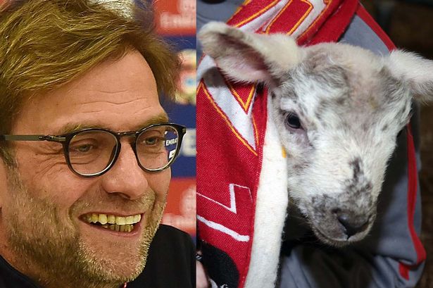 Meet Lamb Klopp, the super-sized newborn named after Liverpool FC's larger-than-life manager