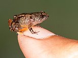 Seven new species of frog are discovered in India