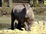 Did CCTV save Vince the rhino's friends at Thoiry zoo?