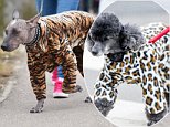 Dogs put on a show as they arrive for day two of Crufts