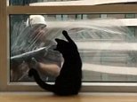 Enthusiastic kitty mimics workers