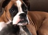 Adorable boxer dog looks after tabby cat