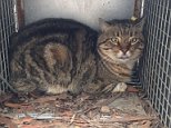 Serial killer feral cat named Fang stalks NSW forests