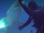 Shark nudges diver to get him to remove hook